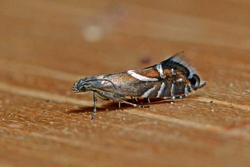 Réf. 257 588 : Glyphipterix equitella