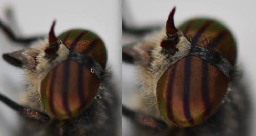 Réf. 257 435 : Hybomitra sp.