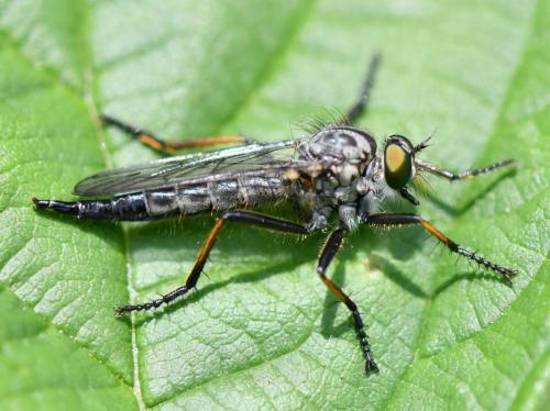 Neoitamus sp.
