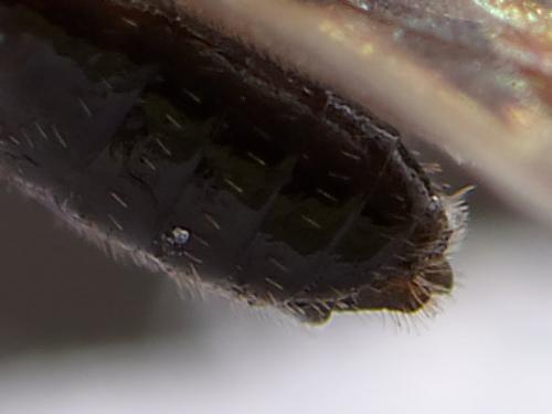 Blacus nigricornis