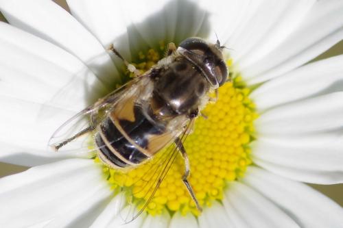 Réf. 257 884 : Eristalis arbustorum
