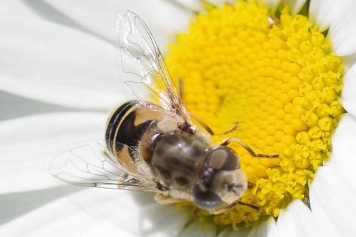 Réf. 257 885 : Eristalis arbustorum