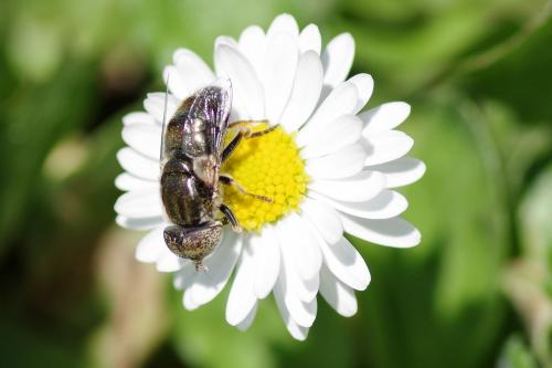 Eristalinus aeneus