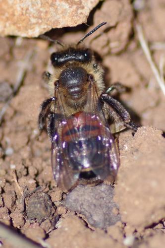 Réf. 257 529 : Andrena sp.