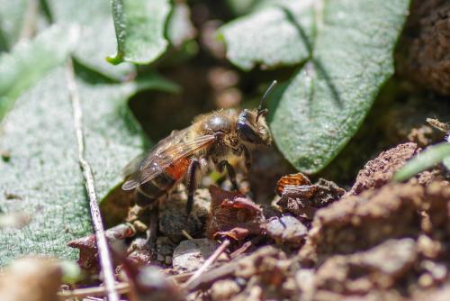 Réf. 257 528 : Andrena sp.
