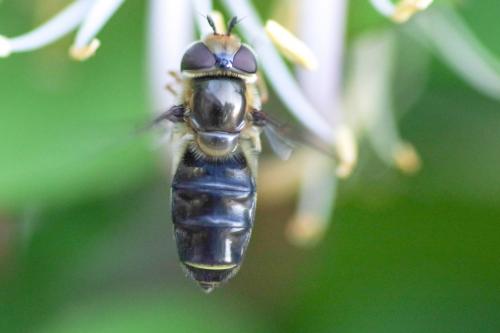 Réf. 257 732 : Scaeva selenitica