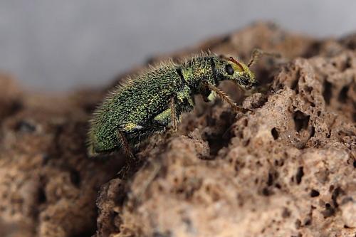 Réf. 257 497 : Phyllobius betulinus