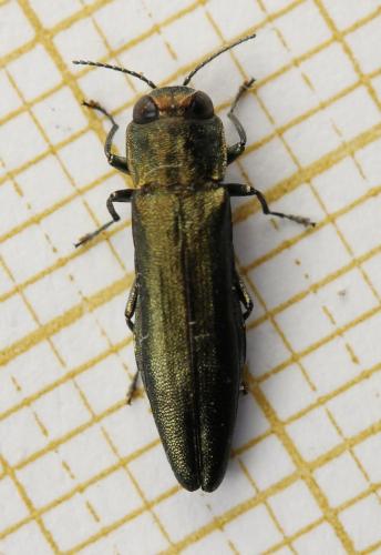 Réf. 257 284 : Agrilus viridis