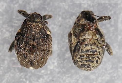Réf. 257 498 : Stenocarus ruficornis