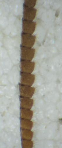 Thera britannica