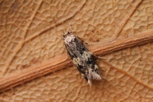Apatema sp.