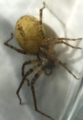 Anyphaena accentuata