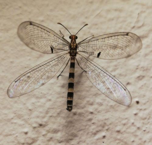 Réf. 257 342 : Megistopus flavicornis