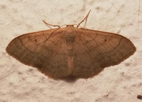 Idaea straminata