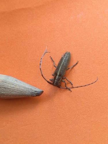 Agapanthia cardui