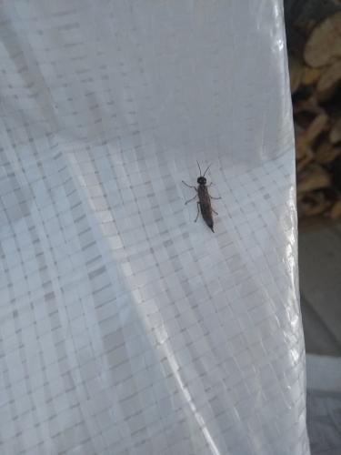 Xiphydria sp.