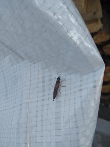 Xiphydria sp.