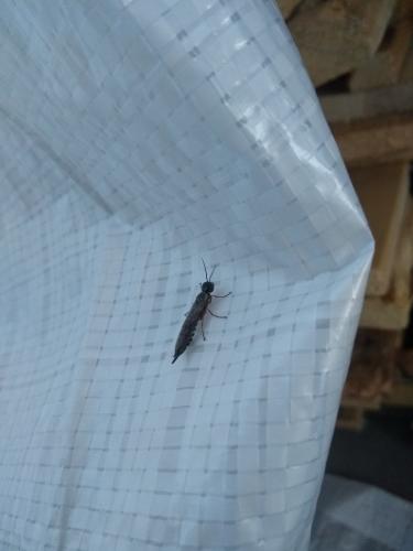 Xiphydria sp.