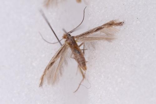 Bucculatrix sp.
