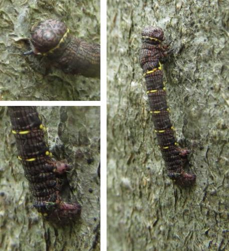Réf. 257 002 : Lycia hirtaria