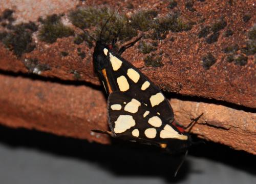 Réf. 257 150 : Arctia villica