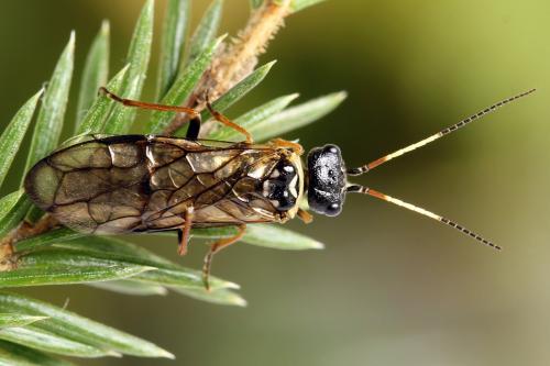 Cephalcia alpina
