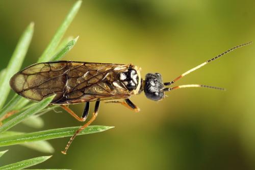 Cephalcia alpina