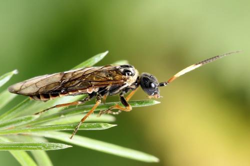 Cephalcia alpina