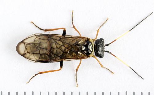 Cephalcia alpina