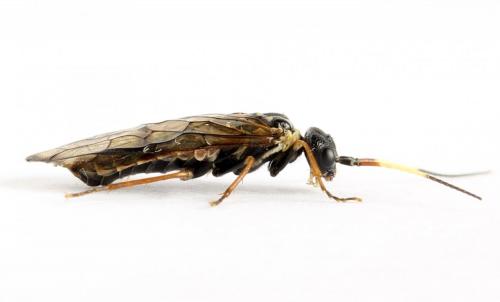 Cephalcia alpina