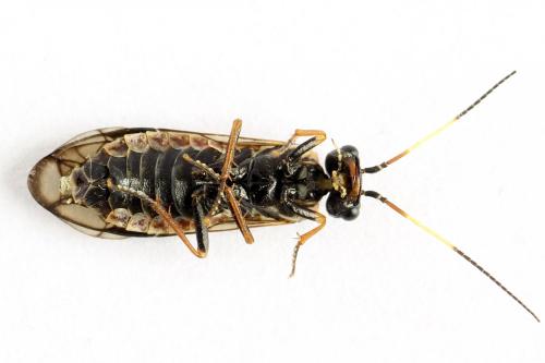 Cephalcia alpina