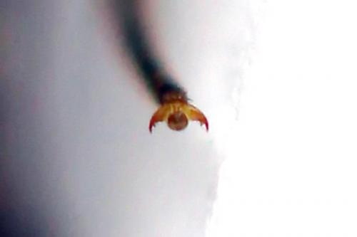 Cephalcia alpina