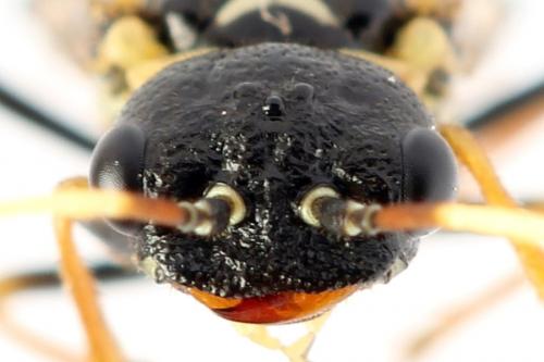 Cephalcia alpina
