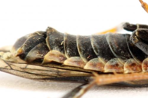 Cephalcia alpina