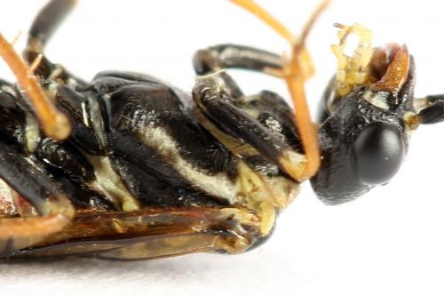 Cephalcia alpina