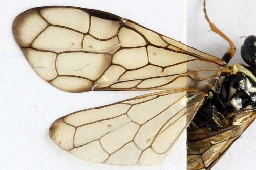Cephalcia alpina