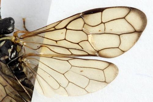 Cephalcia alpina