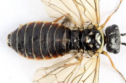 Cephalcia alpina