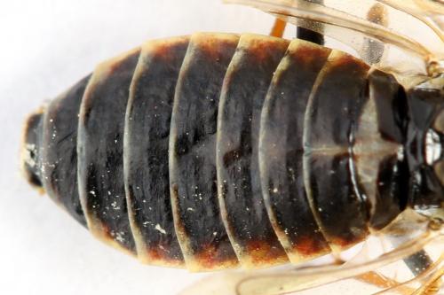 Cephalcia alpina