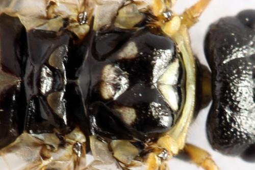 Cephalcia alpina