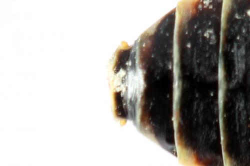 Cephalcia alpina