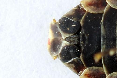 Cephalcia alpina