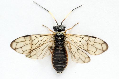 Cephalcia alpina