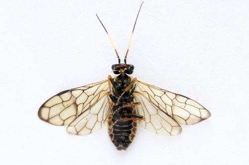 Cephalcia alpina
