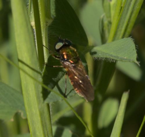 Chloromyia formosa