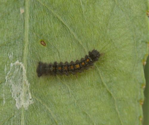 Lymantria dispar
