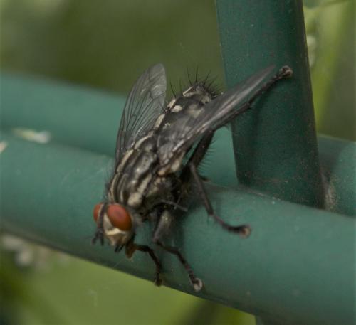 Sarcophaga sp.