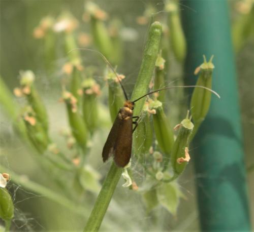 Cauchas rufimitrella