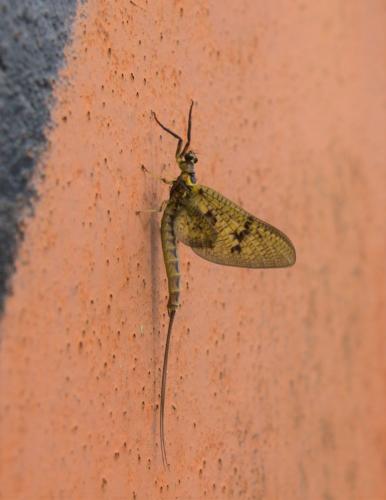 Réf. 257 538 : Ephemera vulgata