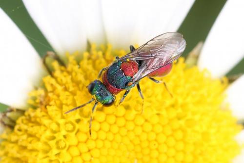 Pseudochrysis uniformis